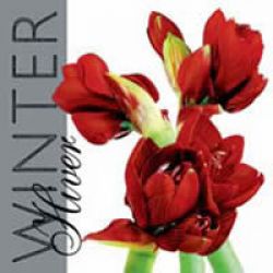 Amaryllis silver